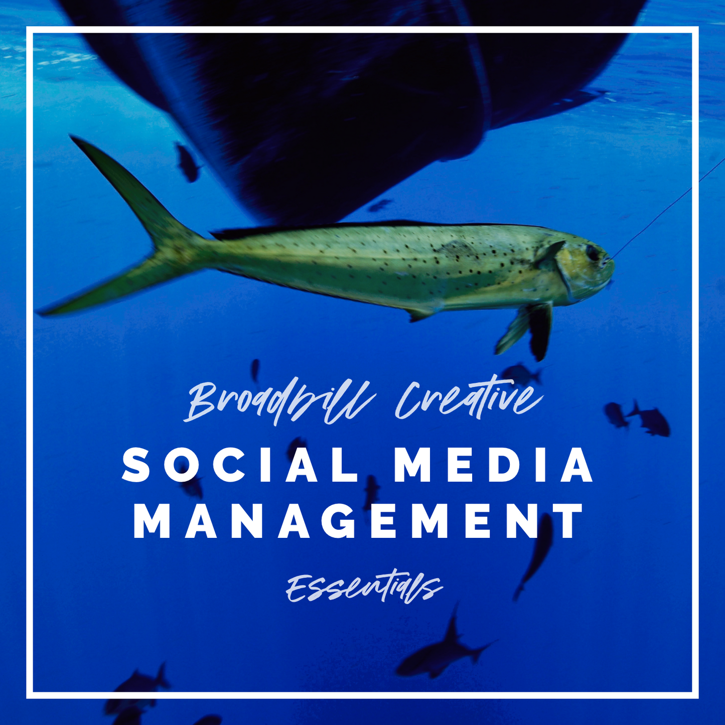 Social Media Management Packages