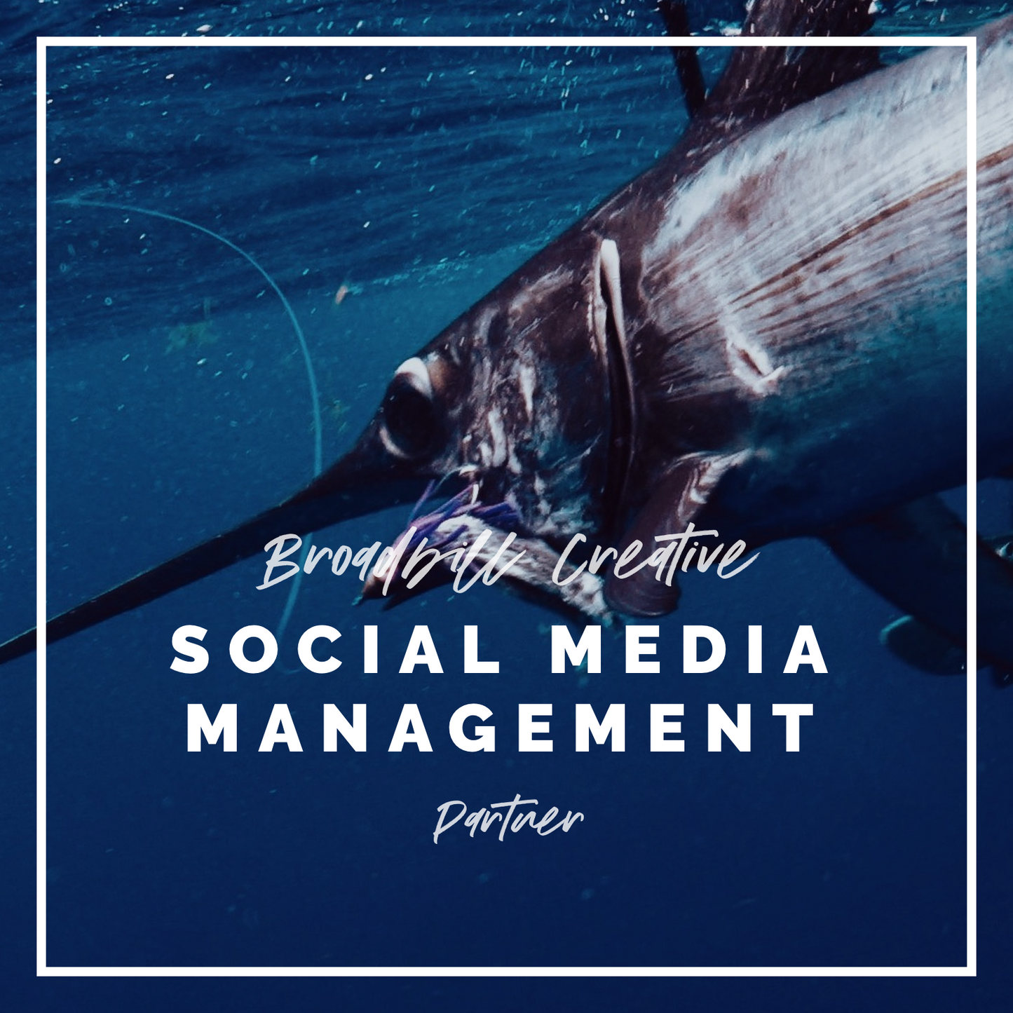 Social Media Management Packages