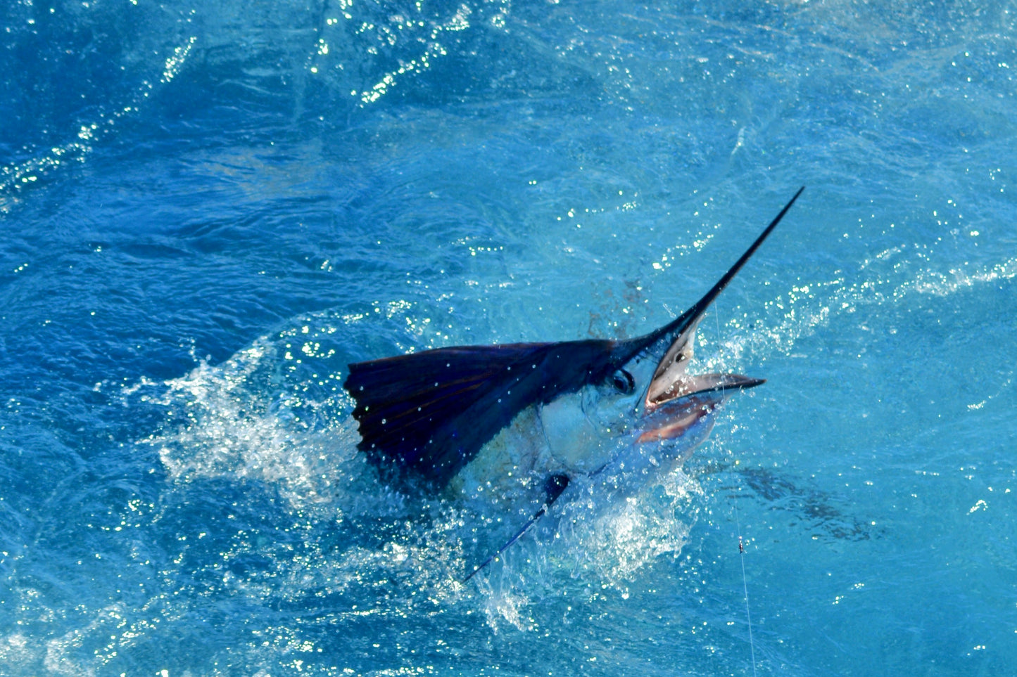 Billfish Acrylic Photography Prints